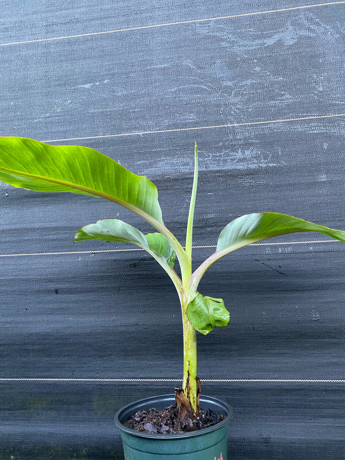 Banana - Namwah (Musa acuminata) 2G