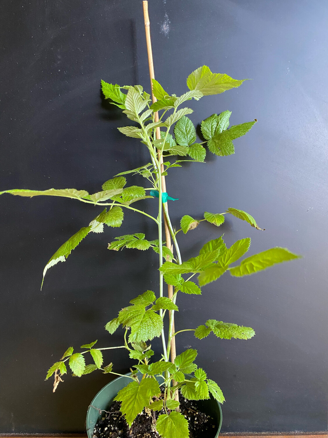 Raspberry - Mysore (Rubus niveus) 1G Raspberry - Mysore (Rubus niveus) 1G