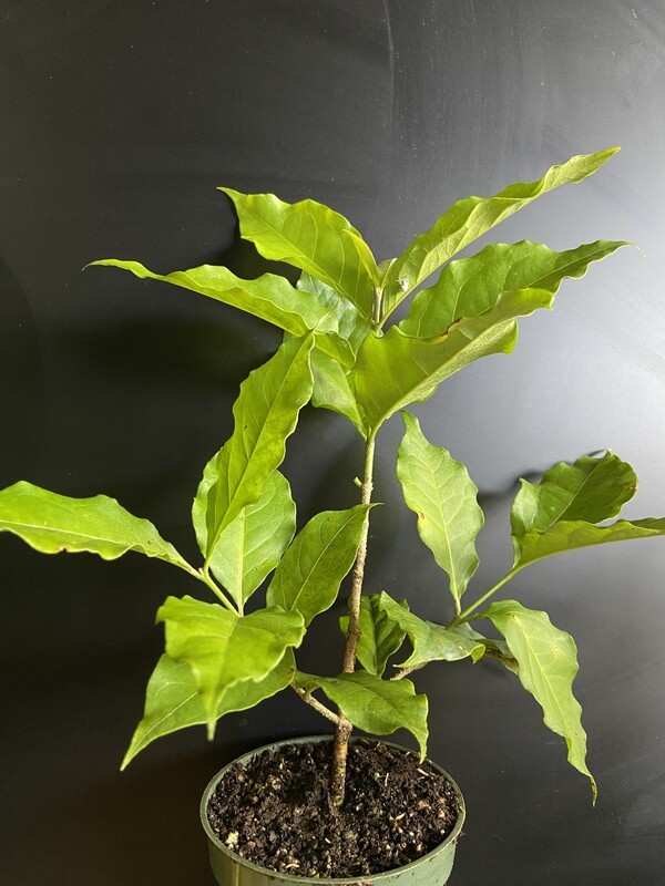 Peanut Butter Fruit (Bunchosia argentea) 4"
