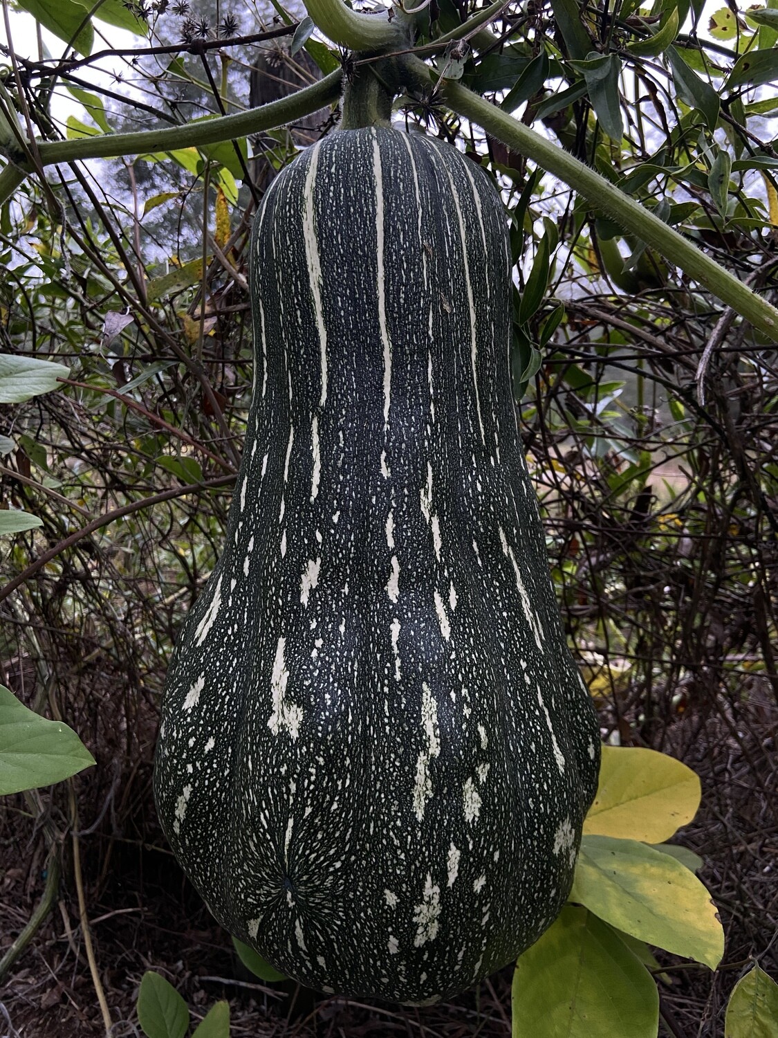 Pumpkin SEEDS