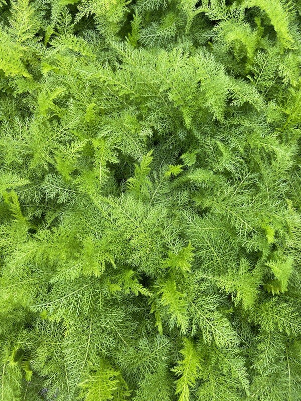 Yarrow - White (Achillea millefolium) 4" Yarrow - White (Achillea millefolium) 4"
