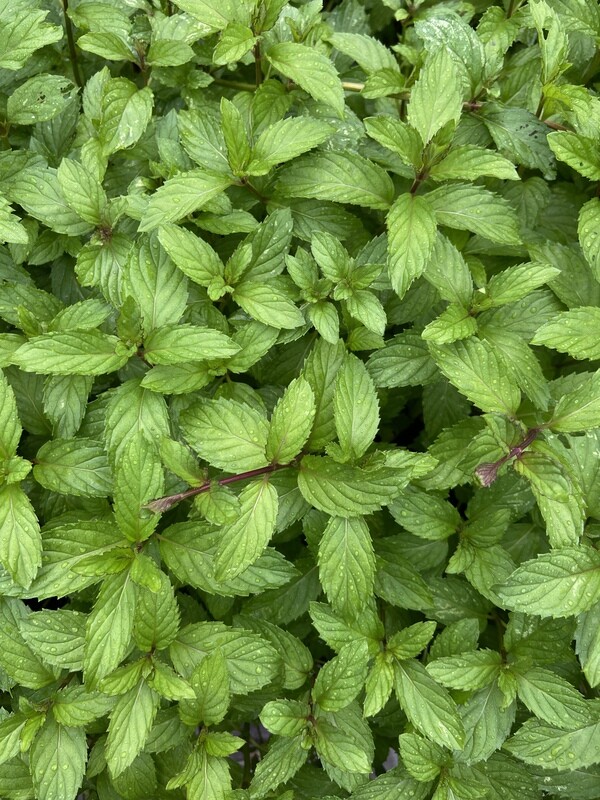 Mint - Spearmint (Mentha spicata) 4&quot;