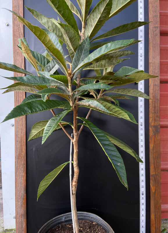 Loquat - Christmas (Eriobotrya japonica) 3G