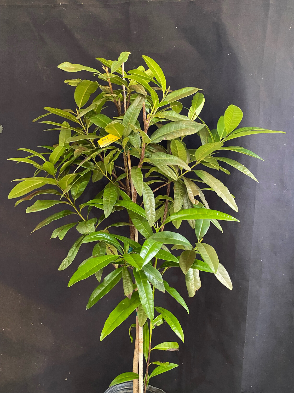 Allspice (Pimenta dioica) 3G