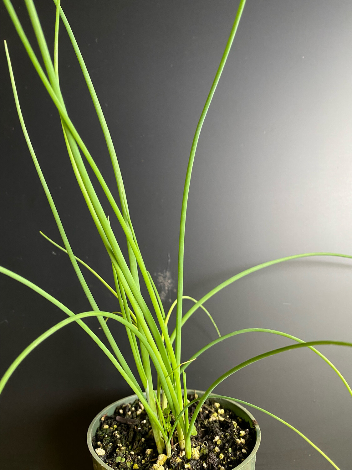 Garlic Chives - Purple (Allium tuberosum) SEEDS