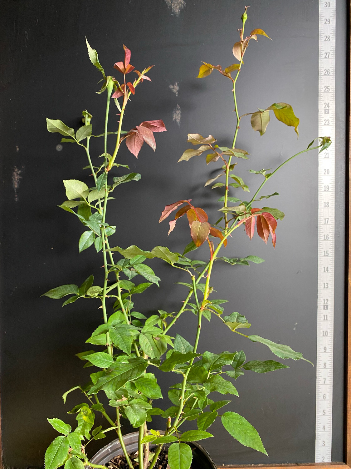 Rose - ‘Pink Cracker&#39; (Rosa sp.) 1G