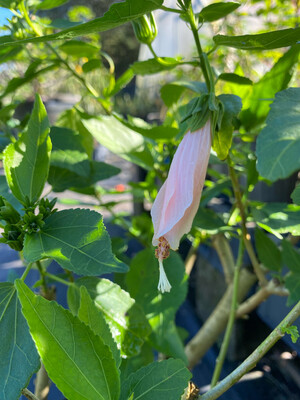 Hibiscus - Turk's Cap, Pink (Malvaviscus penduliflorus) Edible flower 1G