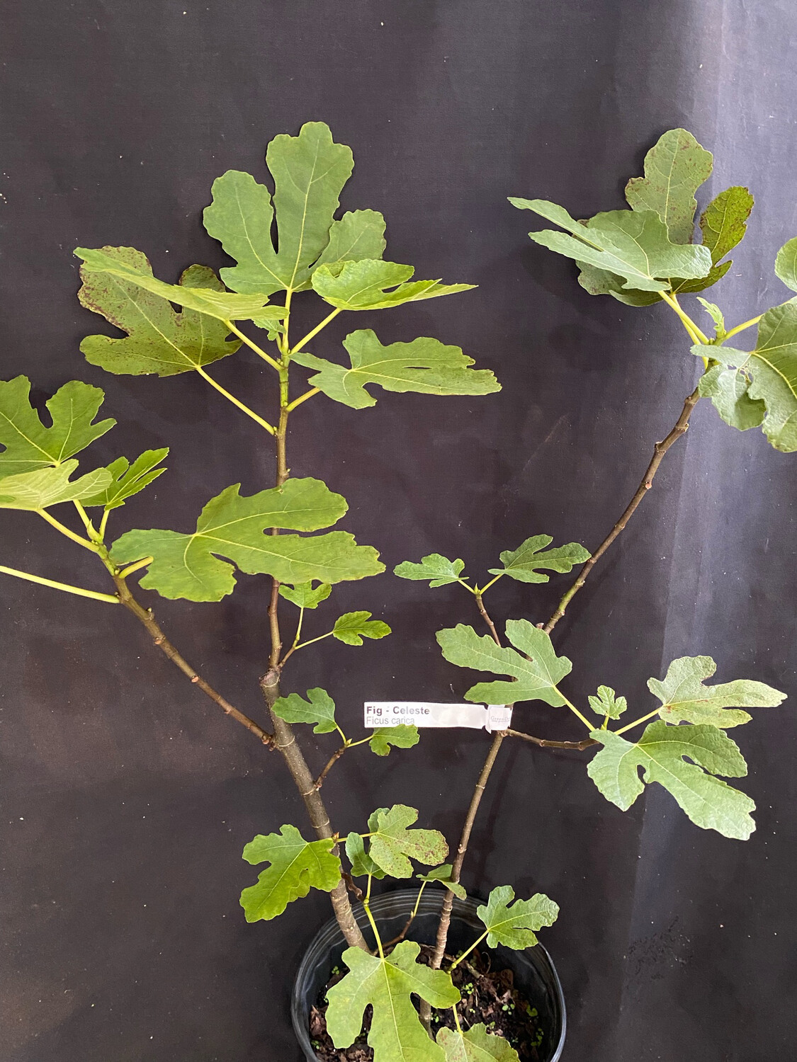 Fig - Celeste (Ficus carica) 3G