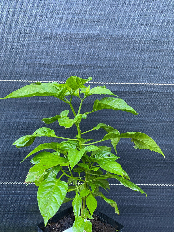 Chile - Aji Dulce Pepper 1-Gallon (Capsicum chinense)