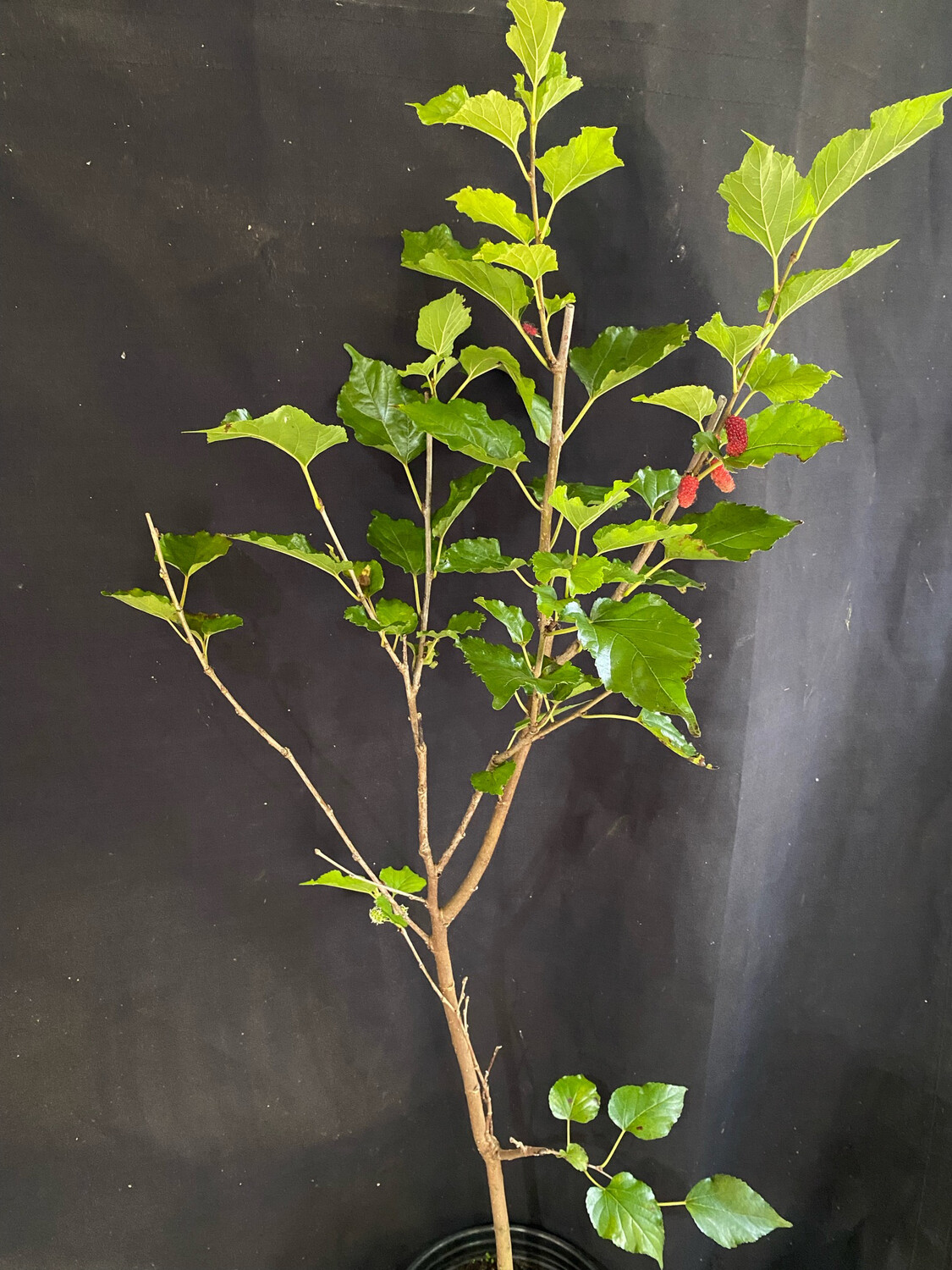 Mulberry - Thai Dwarf (Morus alba hybrid) 1G Mulberry - Thai Dwarf (Morus alba hybrid) 1G