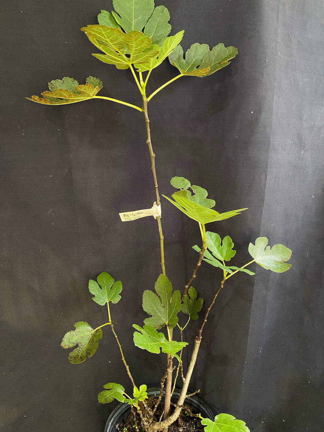 Fig - Ischia (Fica carica) 3G