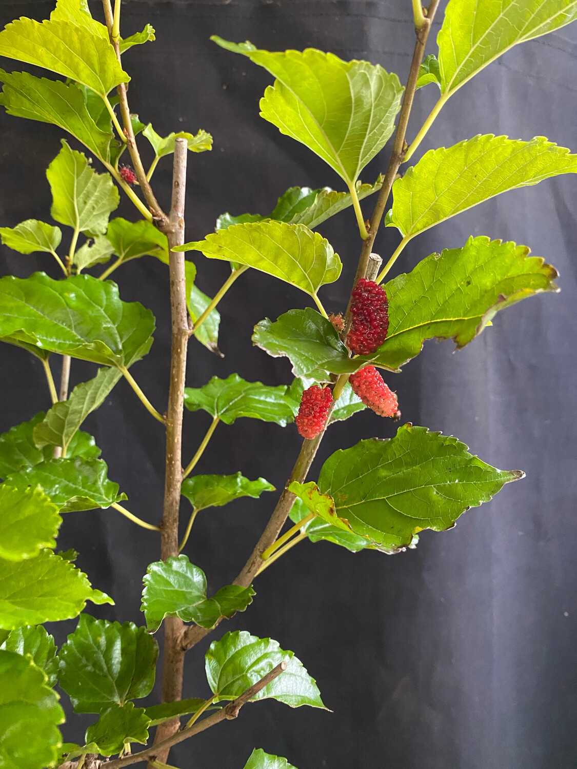 Mulberry - Thai Dwarf (Morus alba hybrid) 1G Mulberry - Thai Dwarf (Morus alba hybrid) 1G