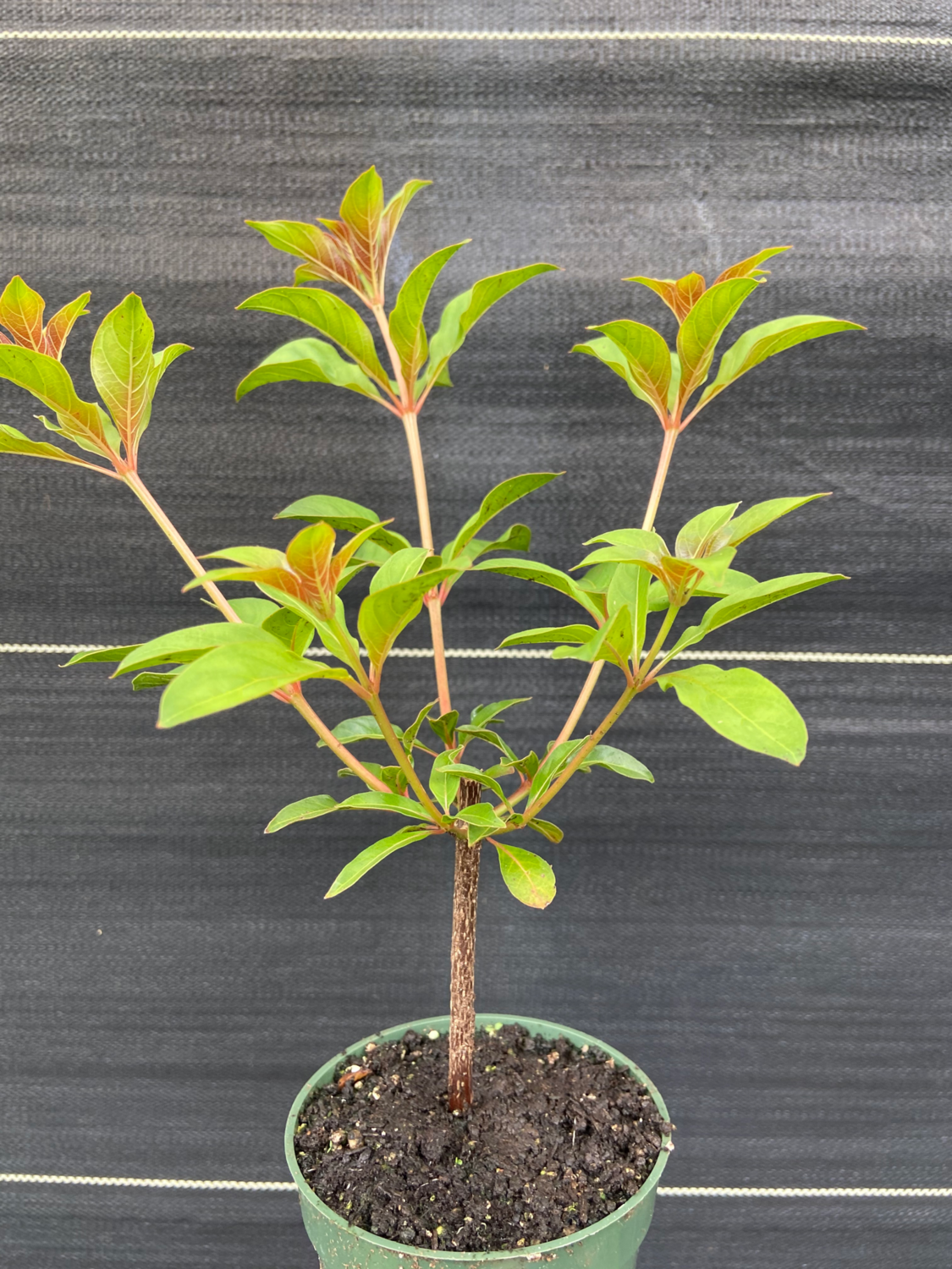 Firebush - Dwarf (Hamelia patens) 1G Firebush - Dwarf (Hamelia patens) 1G