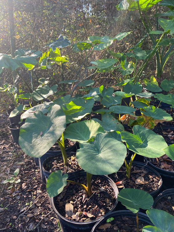 Taro - Puerto Rican (Colocasia esculenta) 3G Taro - Puerto Rican (Colocasia esculenta) 3G