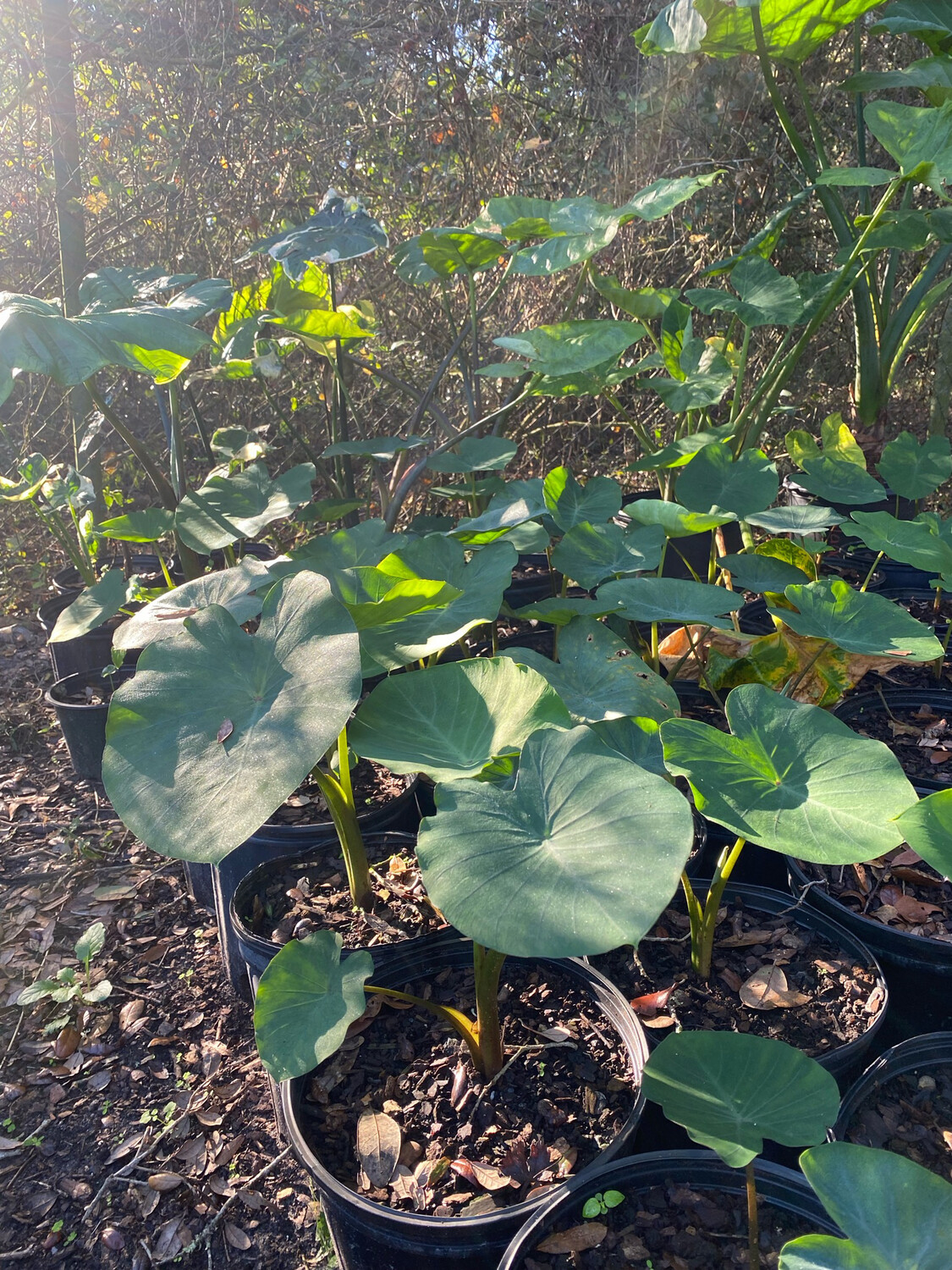 Taro - Puerto Rican (Colocasia esculenta) 3G Taro - Puerto Rican (Colocasia esculenta) 3G