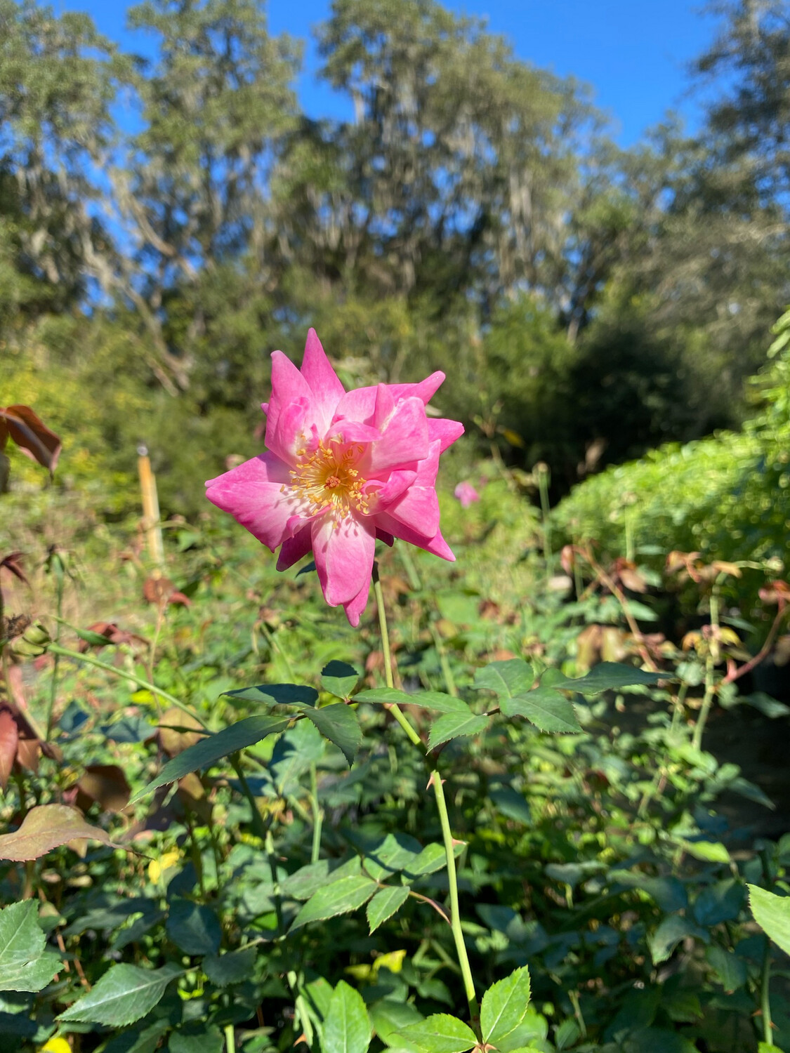 Rose - ‘Pink Cracker&#39; (Rosa sp.) 1G