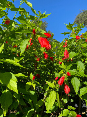 Hibiscus - Turk's Cap, Red (Malvaviscus penduliflorus) 3G