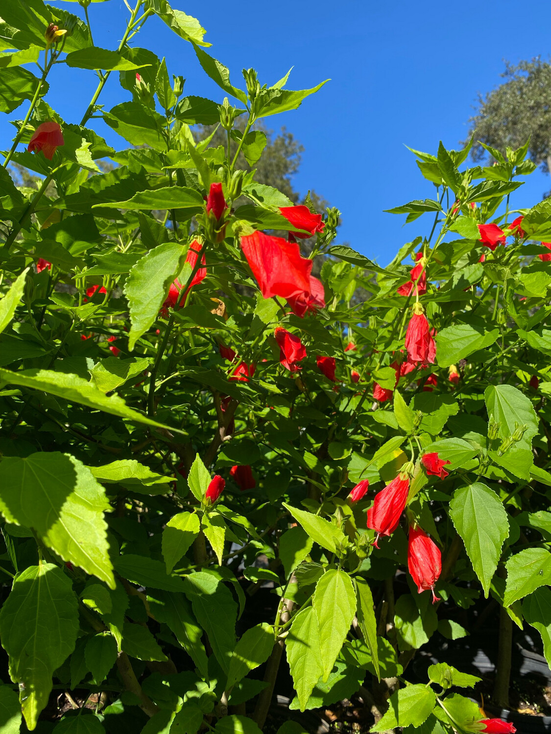Hibiscus - Turk&#39;s Cap, Red (Malvaviscus penduliflorus) Edible Flower 3G