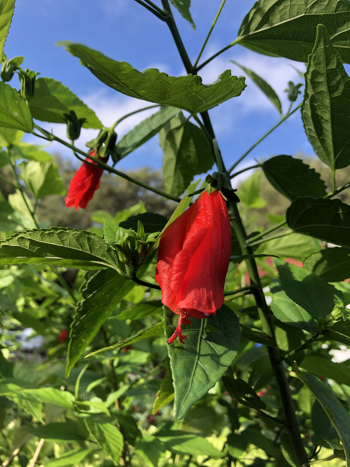Hibiscus - Turk's Cap, Red (Malvaviscus penduliflorus) 1G Hibiscus - Turk's Cap, Red (Malvaviscus penduliflorus) 1G