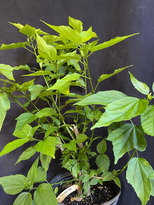Hibiscus - Turk's Cap, Red (Malvaviscus penduliflorus) Edible Flower 3G