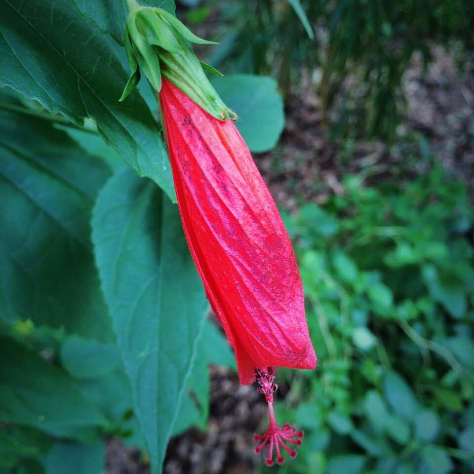 Hibiscus - Turk's Cap, Red (Malvaviscus penduliflorus) 1G Hibiscus - Turk's Cap, Red (Malvaviscus penduliflorus) 1G
