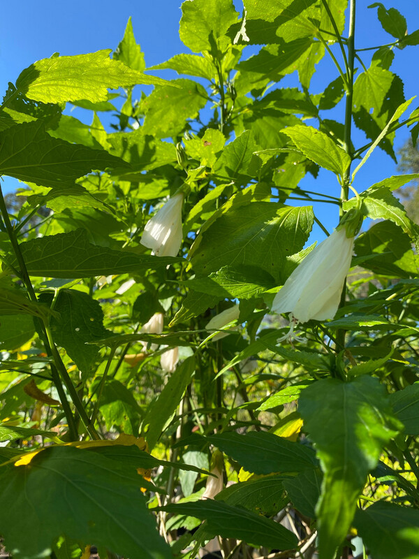 Hibiscus - Turk&#39;s Cap, White (Malvaviscus penduliflorus) Edible flower 3G