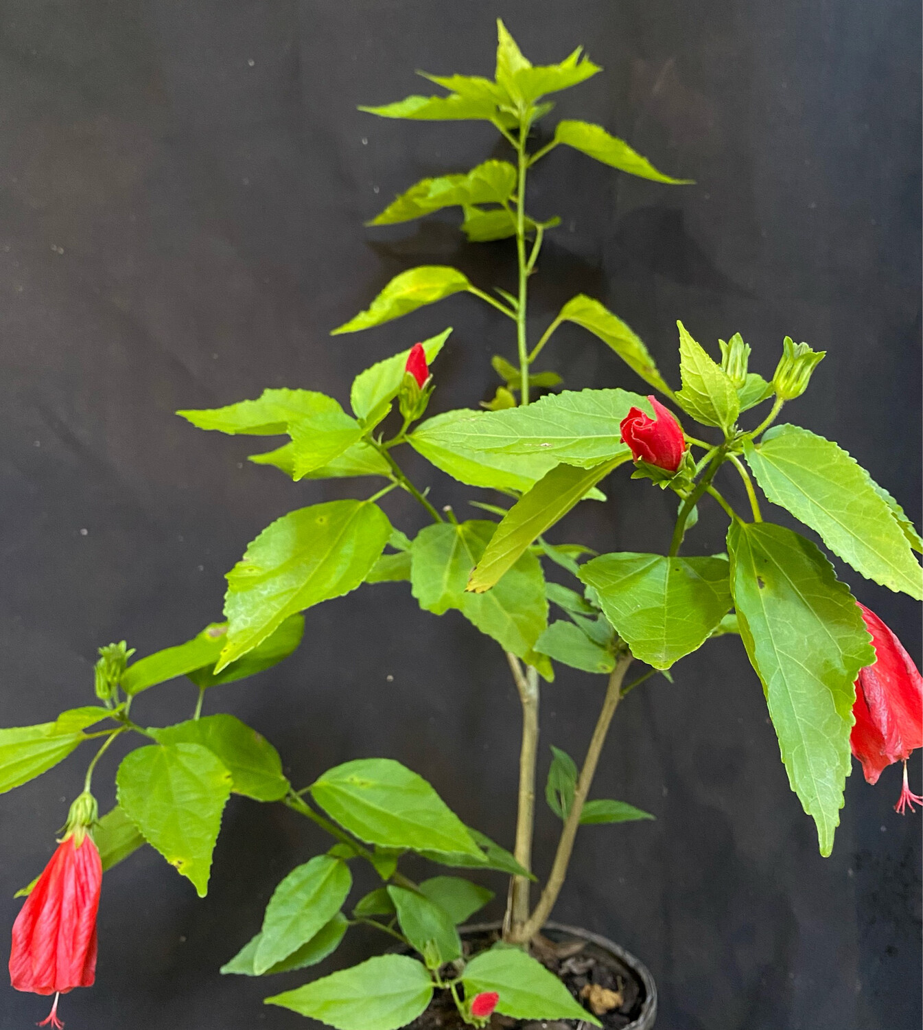 Hibiscus - Turk's Cap, Red (Malvaviscus penduliflorus) 1G Hibiscus - Turk's Cap, Red (Malvaviscus penduliflorus) 1G