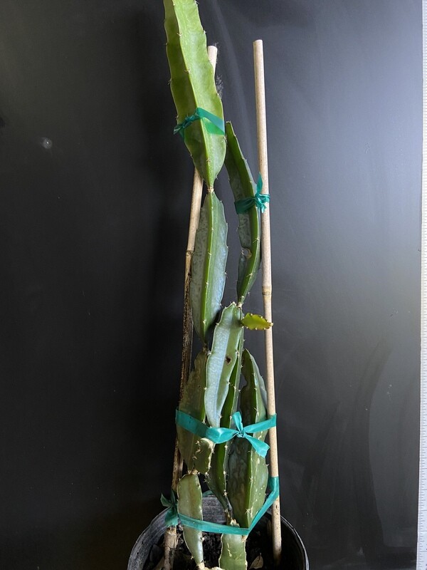Dragon Fruit - Edgar's Baby (Hylocereus hybrid) 1G