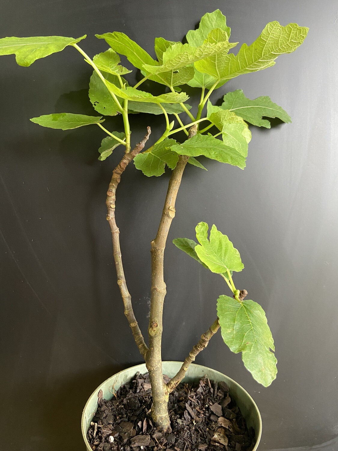 Fig Texas Blue Giant (Ficus carica) 1G