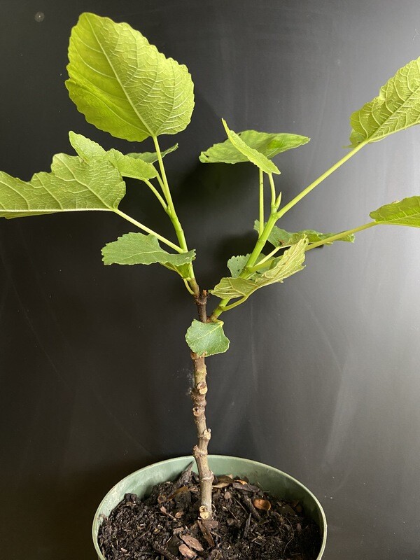 Fig - Olympian (Ficus carica) 1G