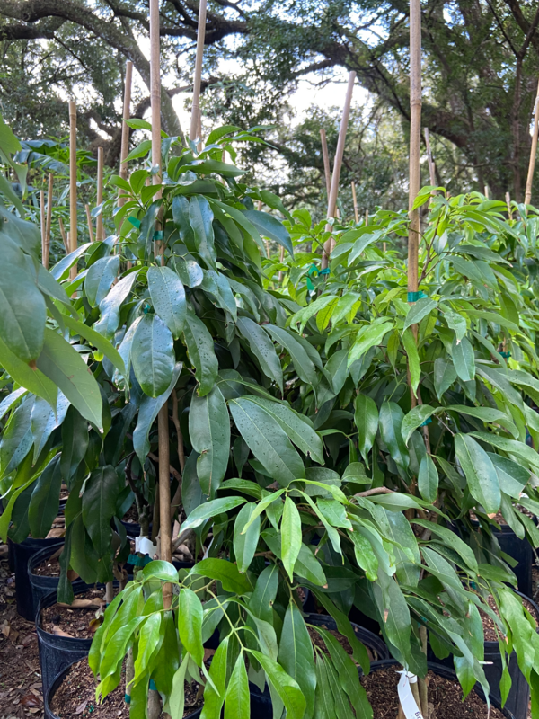 Lychee - Brewster (Litche chinensis) 3G