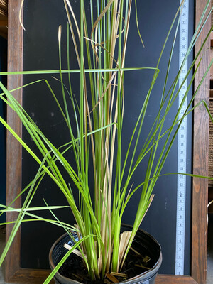 Grass - Vetiver (Chrysopogon zizanioides) 3G