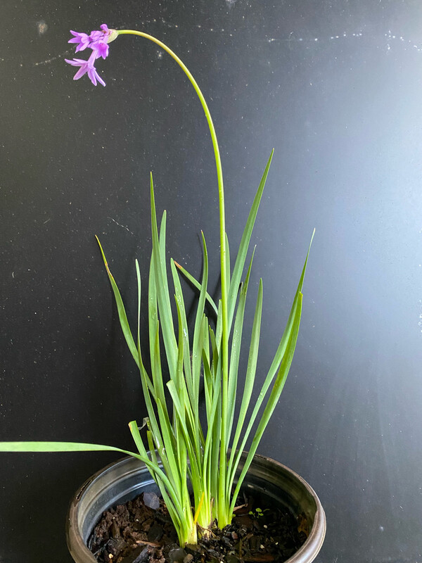 Society Garlic - Purple (Tulbaghia violacea) 1G Society Garlic - Purple (Tulbaghia violacea) 1G