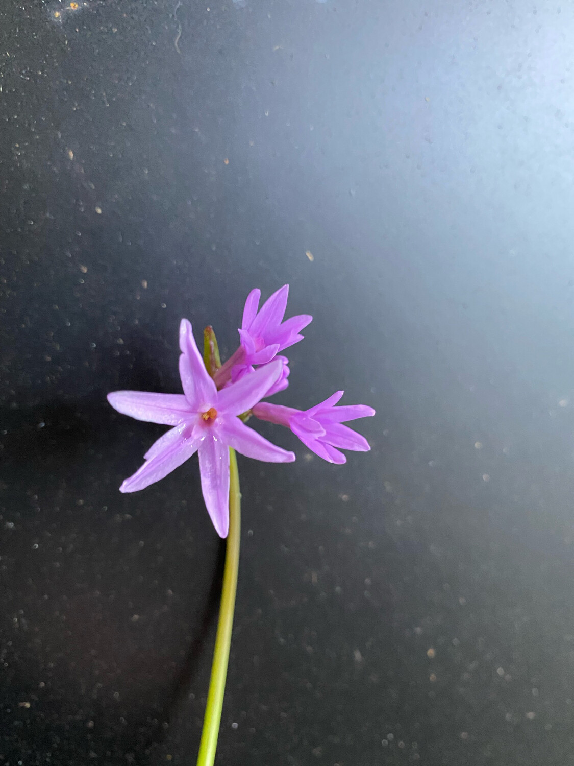 Society Garlic - Purple (Tulbaghia violacea) 1G