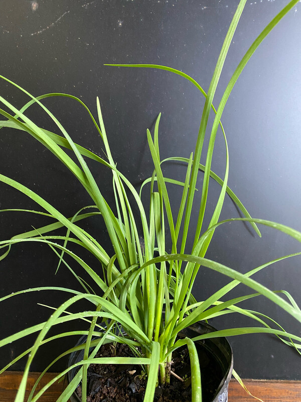 Society Garlic - White (Tulbaghia violacea 'Alba') 1G Society Garlic - White (Tulbaghia violacea 'Alba') 1G