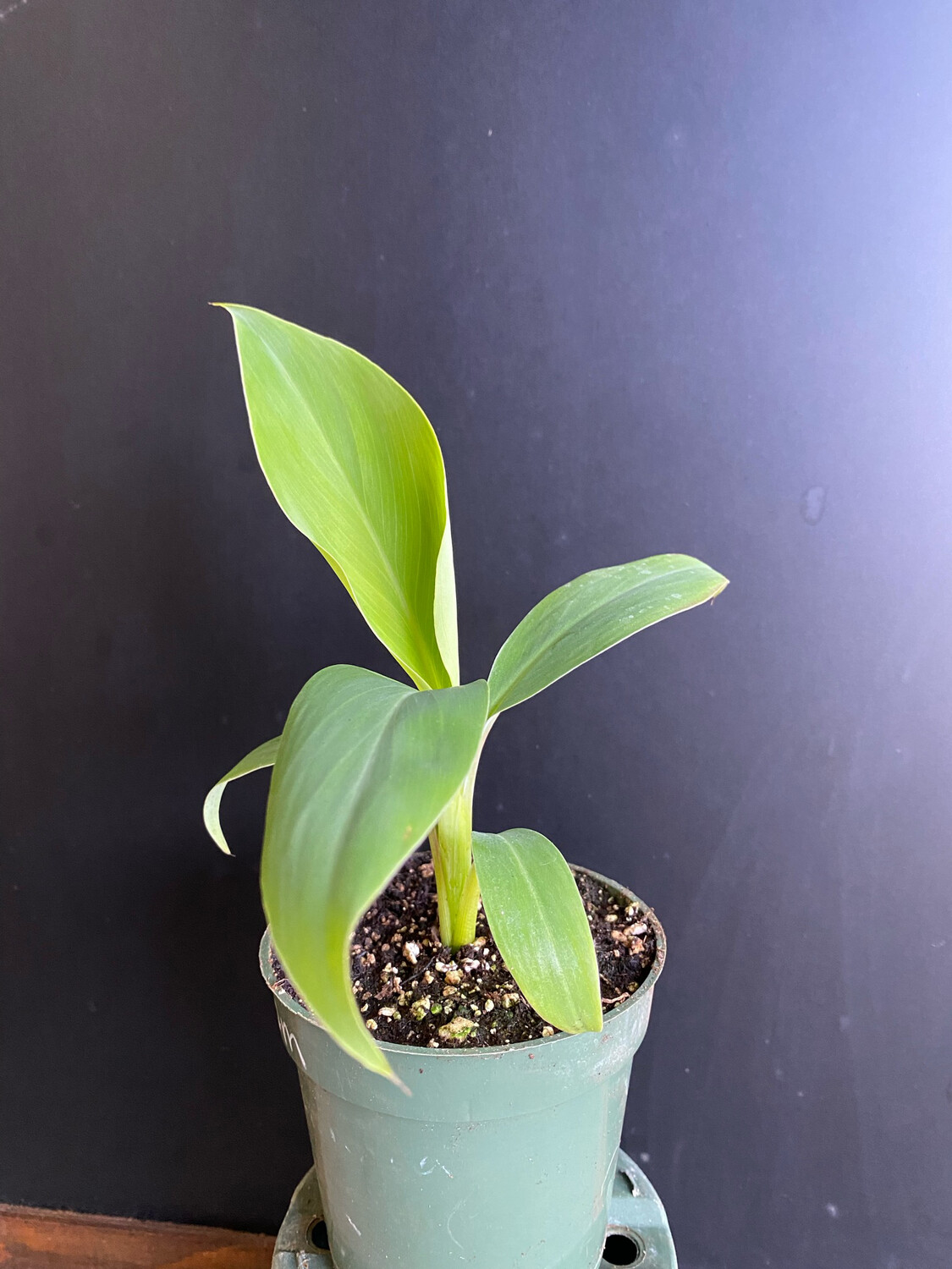 Banana Ice Cream/Namwah (Musa acuminata)