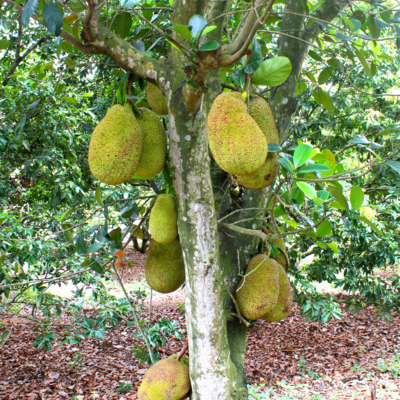 Jackfruit - Cochin (Artocarpus heterophyllus) 1G Jackfruit - Cochin (Artocarpus heterophyllus) 1G