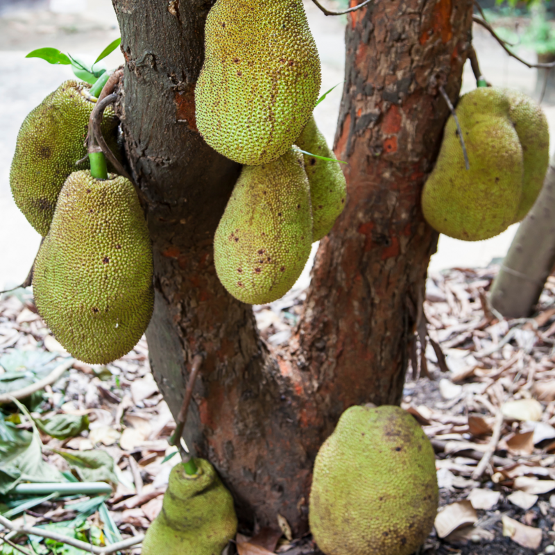 Jackfruit - Dang Rasimi (Artocarpus heterophyllus) 1G