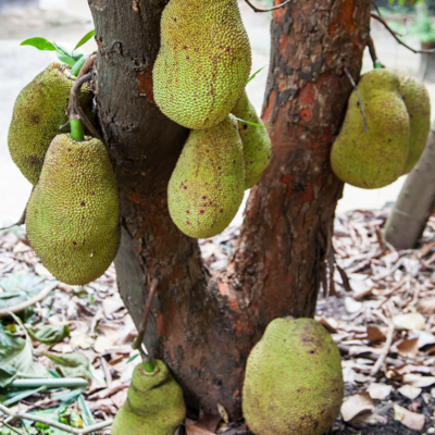 Jackfruit - Dang Rasimi (Artocarpus heterophyllus) 1G Jackfruit - Dang Rasimi (Artocarpus heterophyllus) 1G