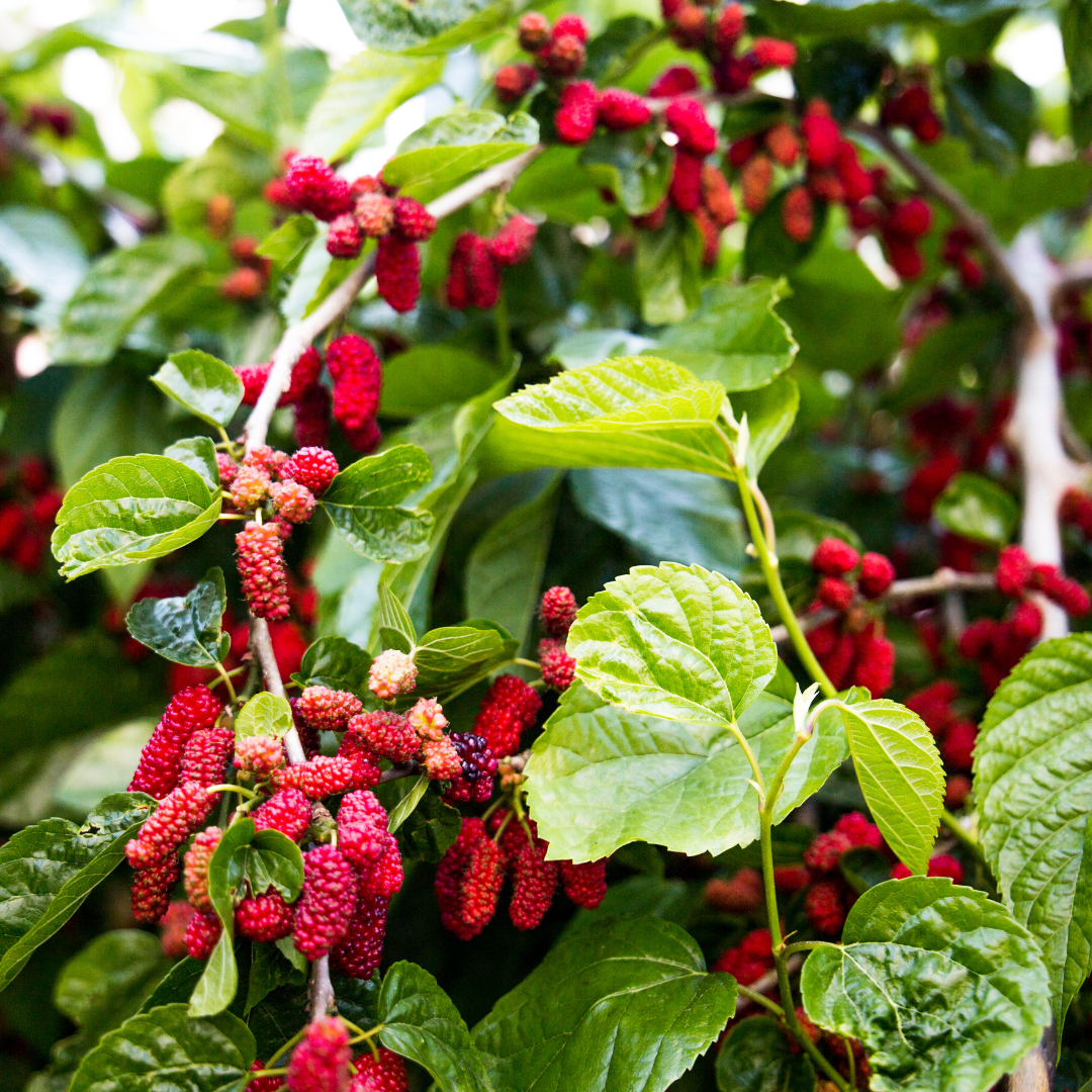 Mulberry - Thai Dwarf (Morus alba hybrid) 1G Mulberry - Thai Dwarf (Morus alba hybrid) 1G