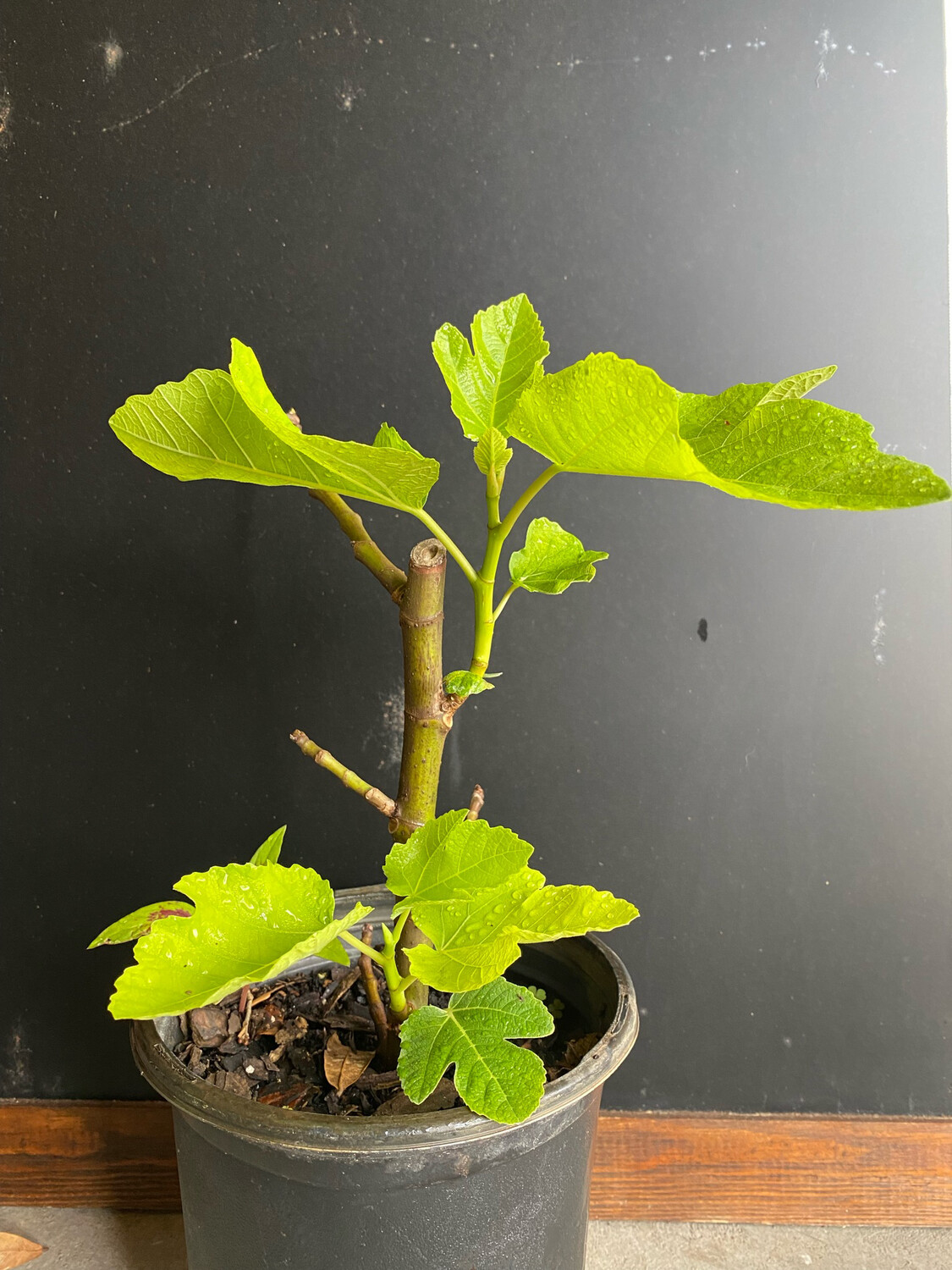 Fig Green Ischia (Ficus carica) 1G