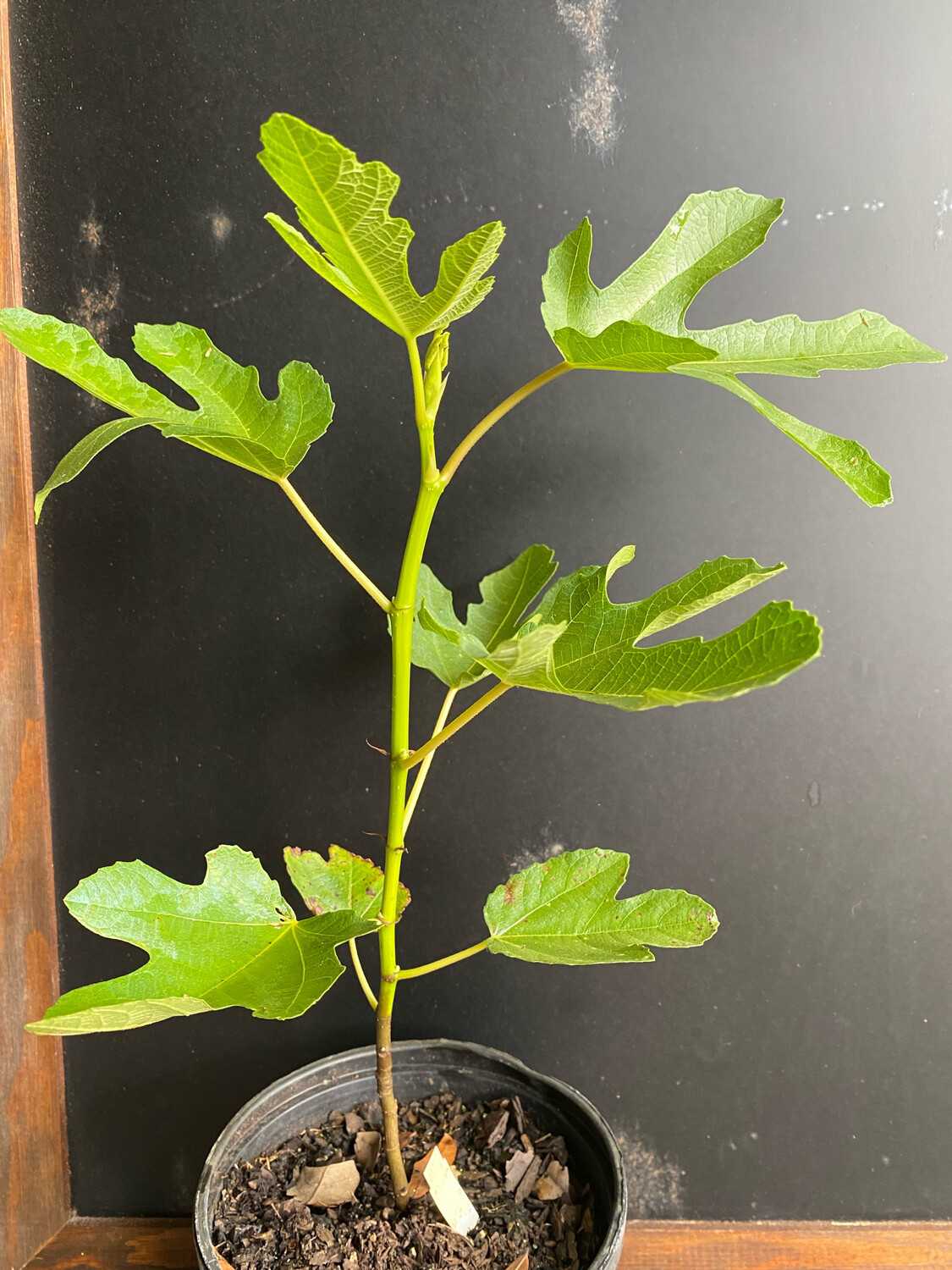 Fig - White Marseilles (Ficus sp.) 1G