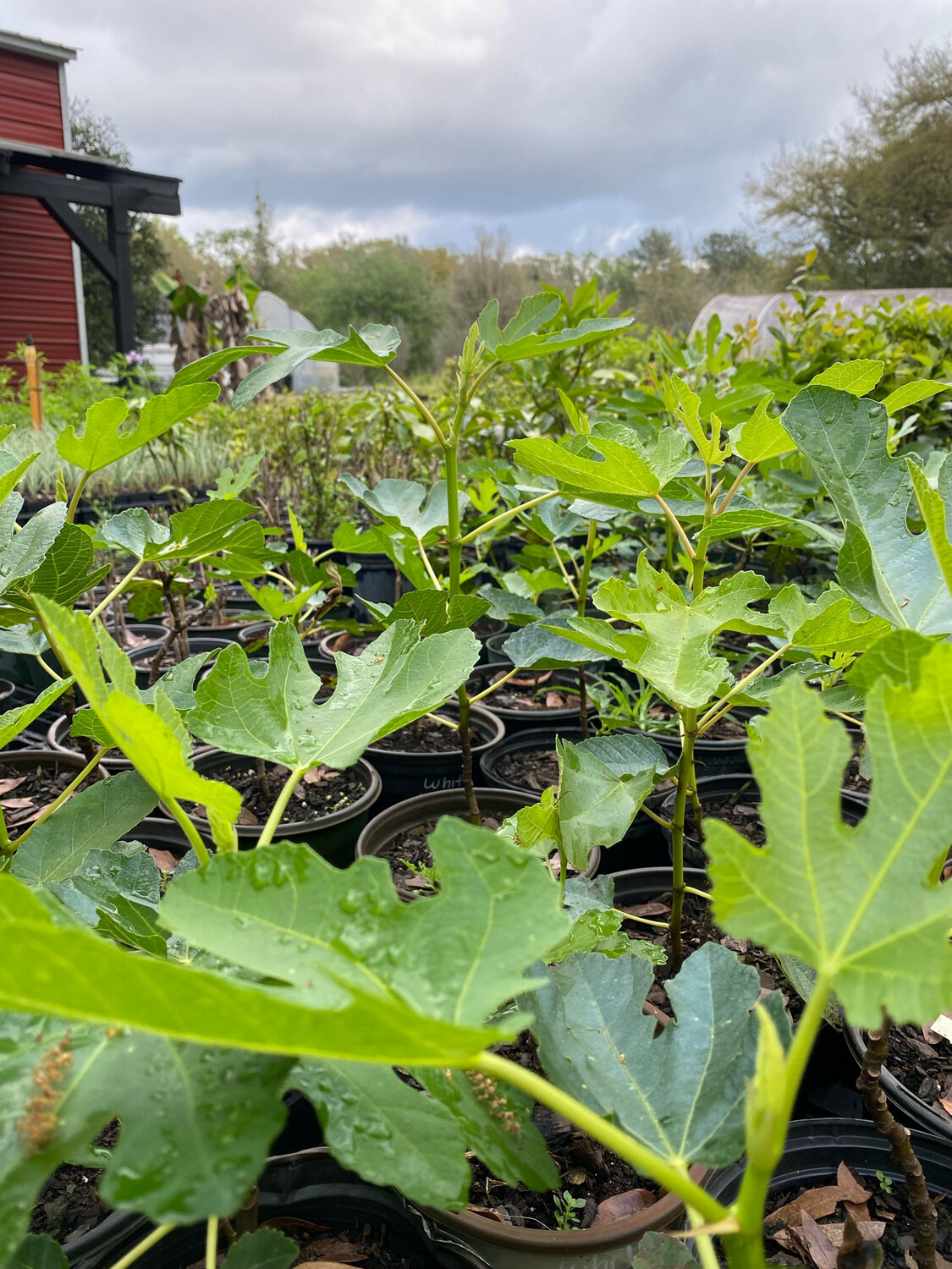 Fig - White Marseilles (Ficus sp.) 1G