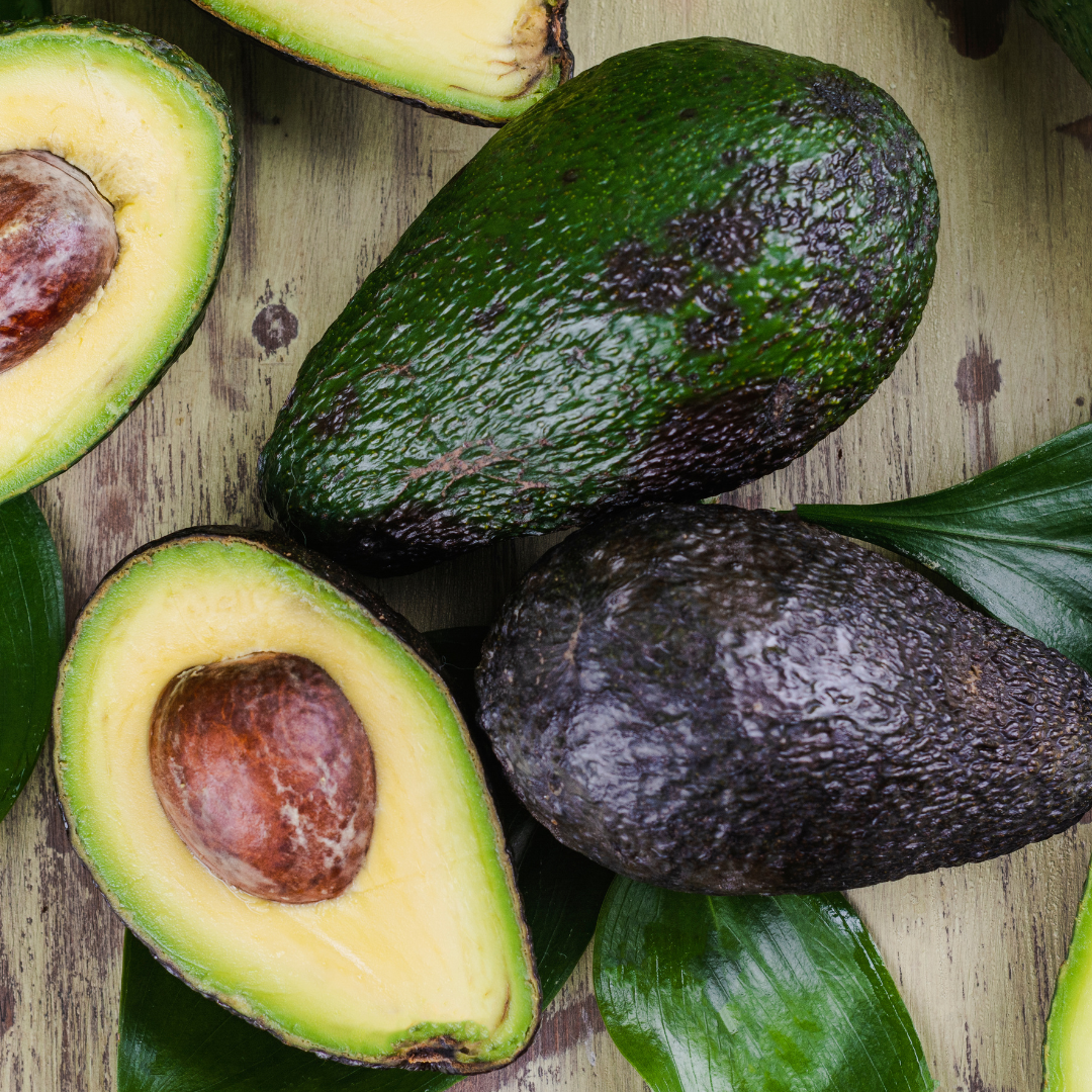 Avocado - 'Mexicola', Persea americana - 3G