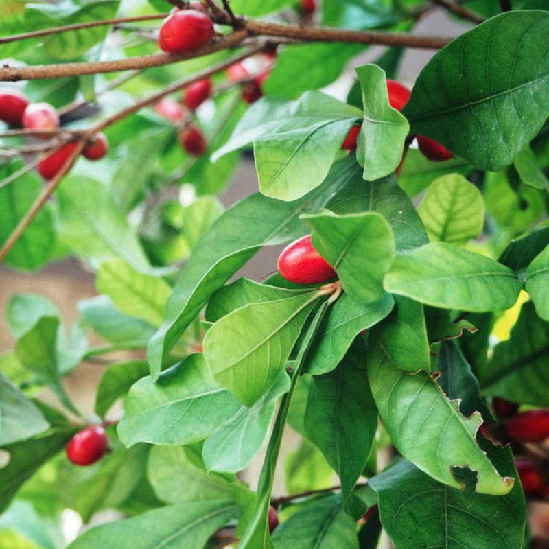Miracle Fruit (Synsepalum dulcificum)