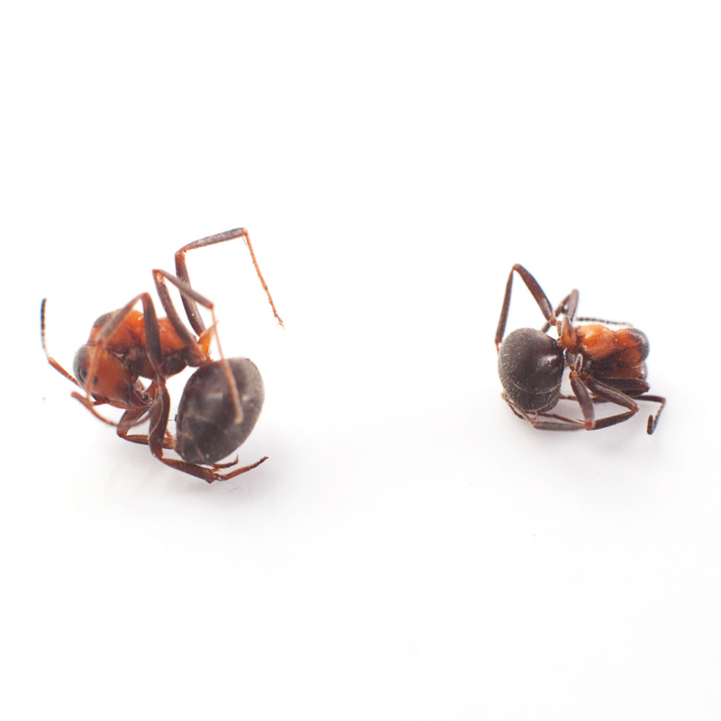 Ant Pro Bulk - KM  : ​Non-Toxic Insect Lure