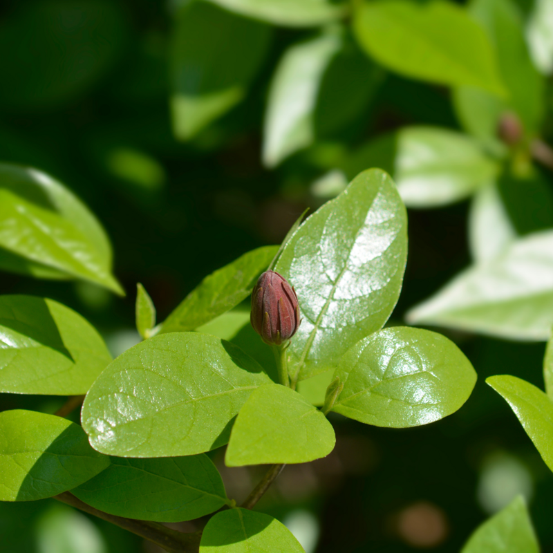 Allspice (Pimenta dioica) 3G Allspice (Pimenta dioica) 3G
