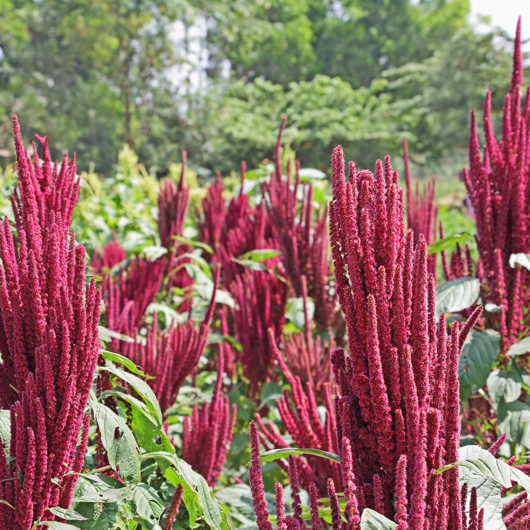 Amaranth - Red Garnet (Amaranthus cruentus) 4" Amaranth - Red Garnet (Amaranthus cruentus) 4"