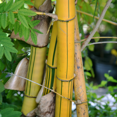 Bamboo - Alphonse Karr (Bambusa multiplex) 3G