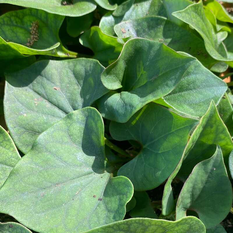 Chameleon Plant (Houttuynia cordata) 4&quot;